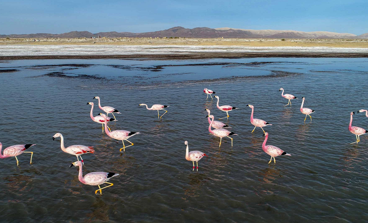 Laguna de los Pozuelos [Foto: Argentina.gob.ar]