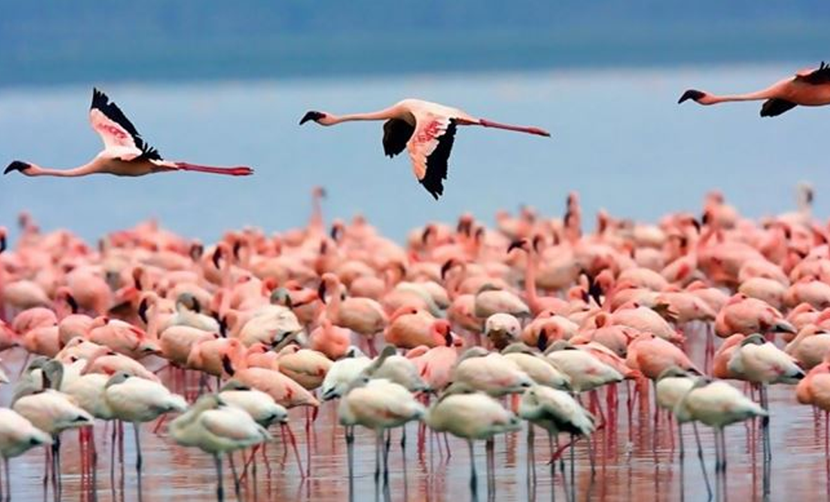 Laguna de los Pozuelos [Foto: Viví Jujuy, Turismo y Cultura]