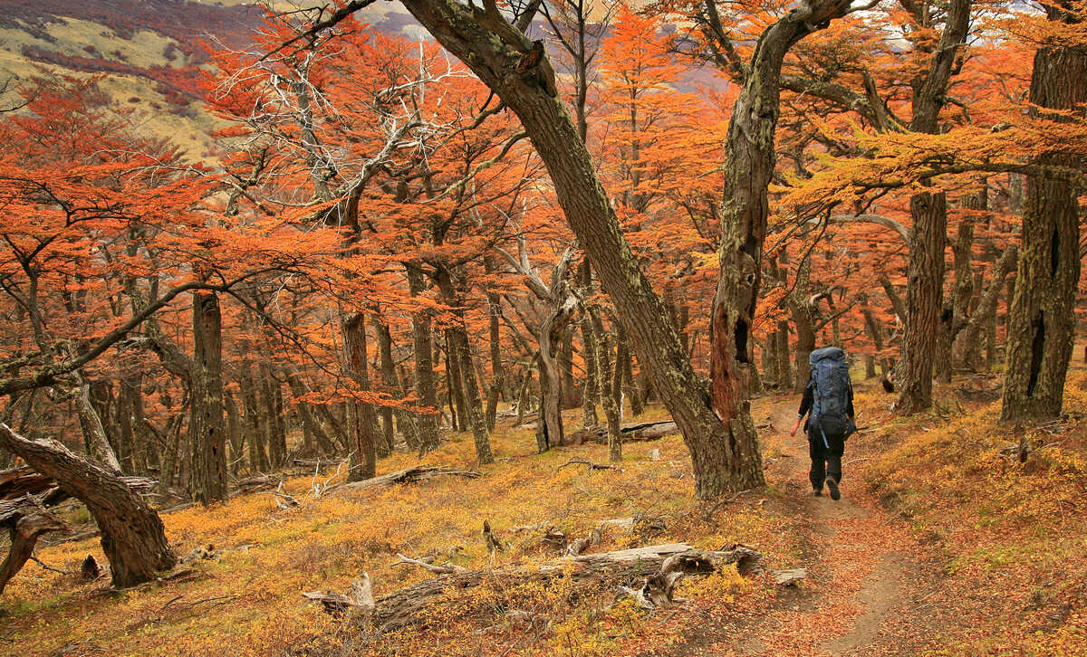 Bosque de lengas, Parque Nacional Los Glaciares [Foto: Westend61]