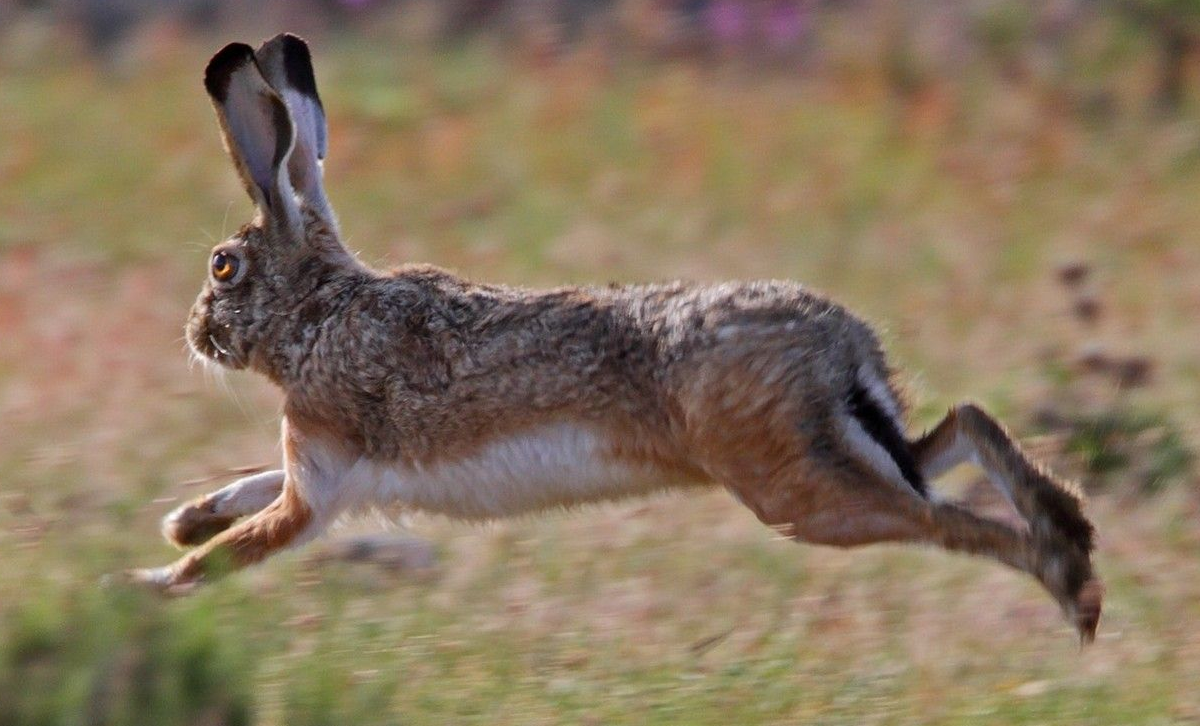 Liebre Europea [Foto: EQS notas]