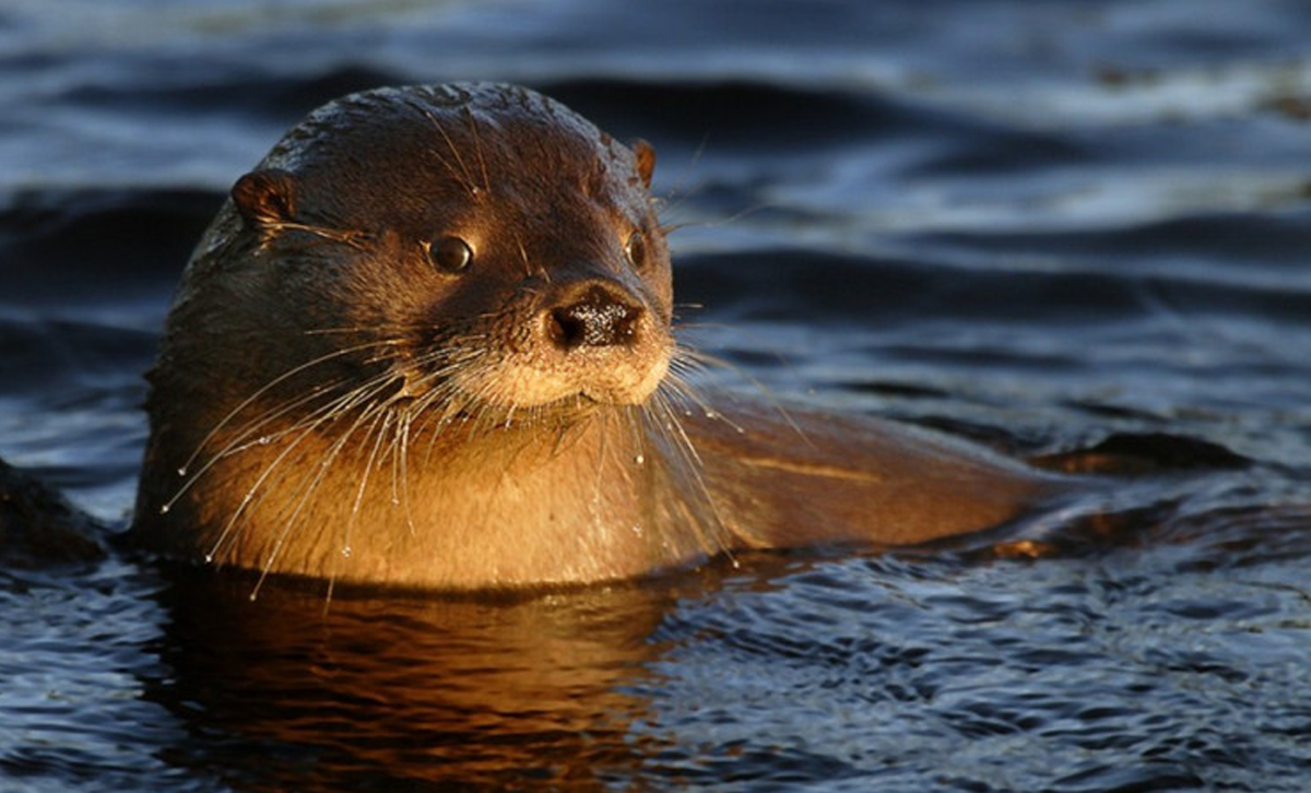 El lobito de río [Foto: Fin del Mundo]