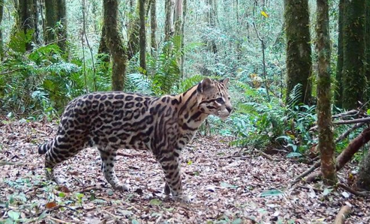 Ocelote [Foto: CONICET]