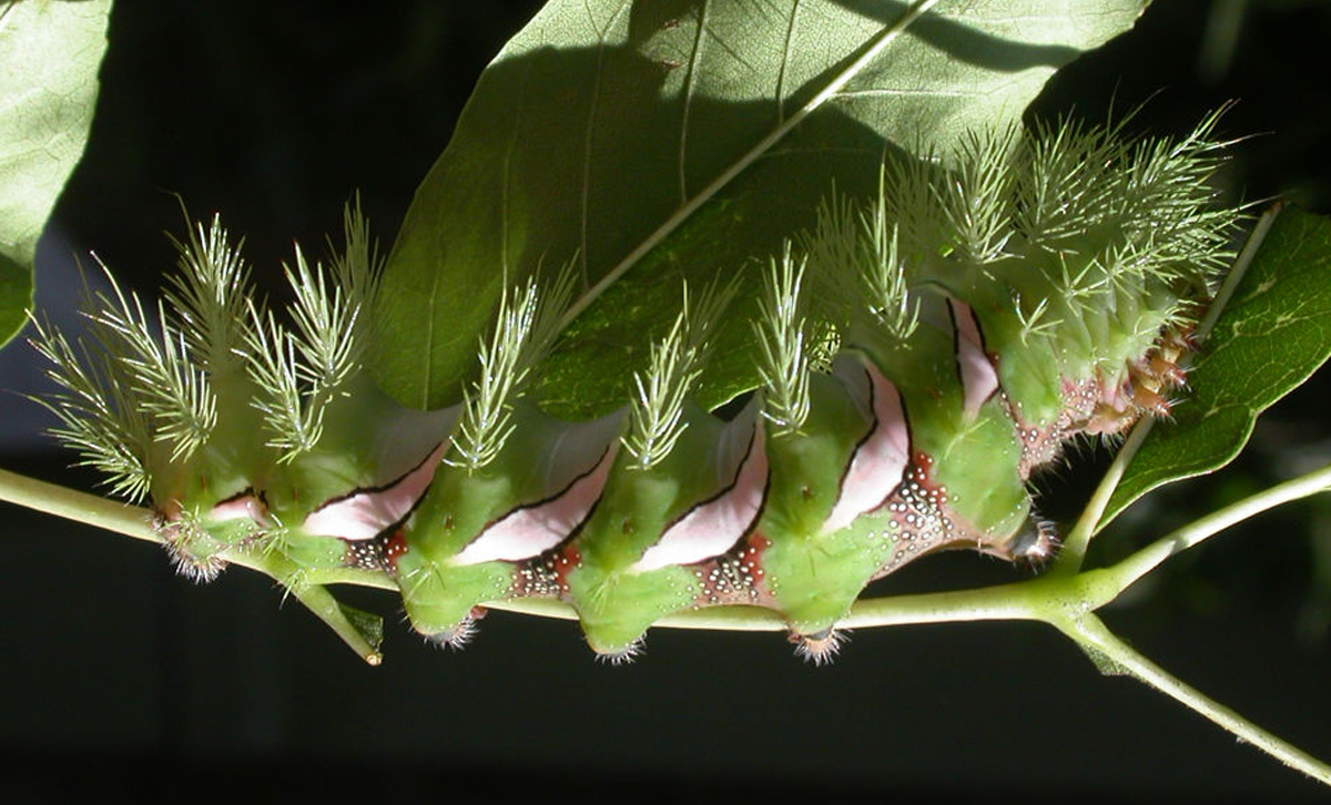 Adulto de Automeris caresus (Bicho Quemador Grande) [Foto: Como criar mariposas]