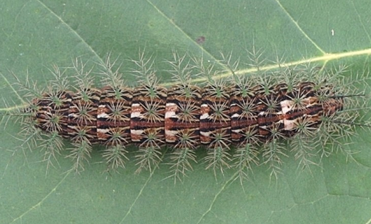 Larva de Lonomia obliqua. Miden aproximadamente 4-5 cm. [Foto: Wikimedia]