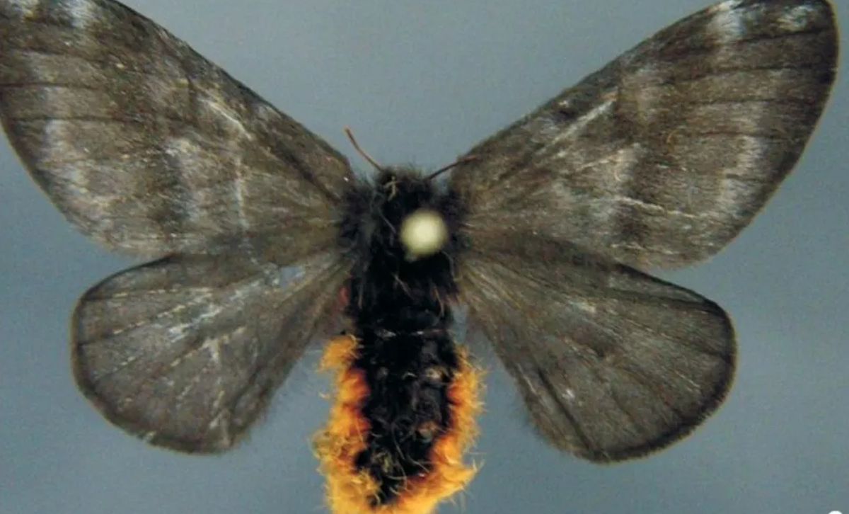 Hylesia Nigricans (Mariposa Negra), Hembra. [Foto: Propark]