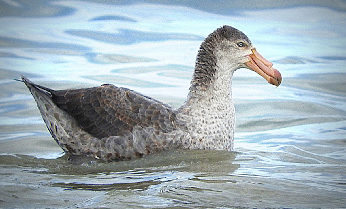 Petrel [Foto: G.E.R. / Aves del Golfo San Joge]