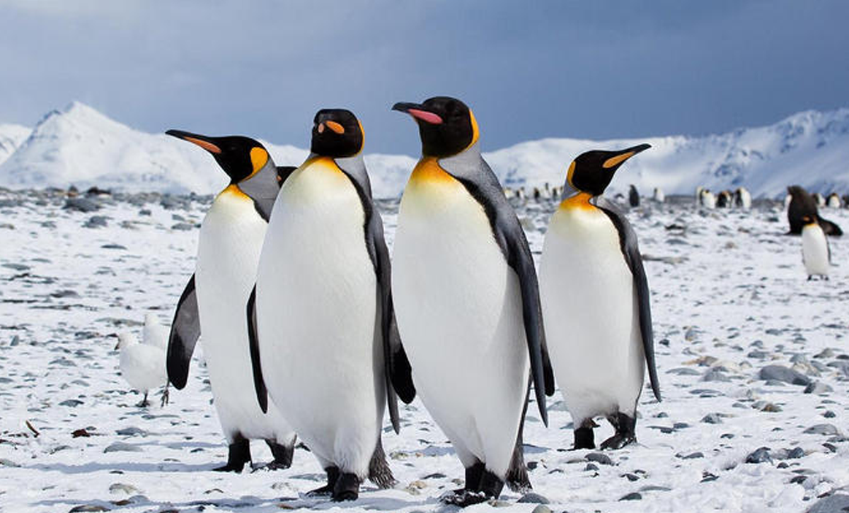 Pingüino Emperador [Foto: La República]