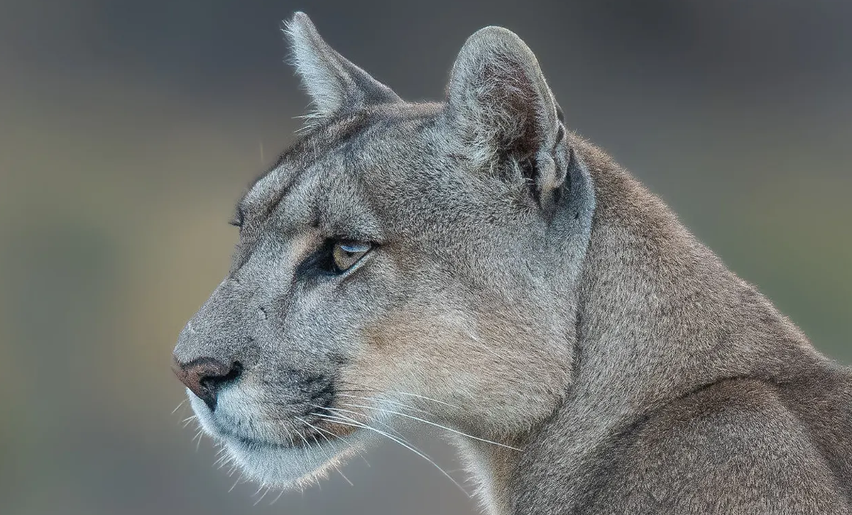 Puma Argentino [Foto: FelinosAr]