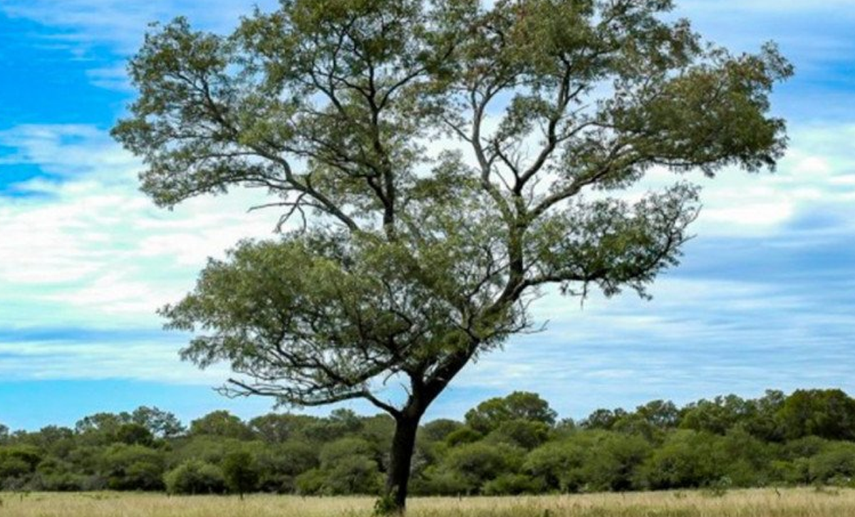 Quebracho Colorado [Foto: SerArgentino]