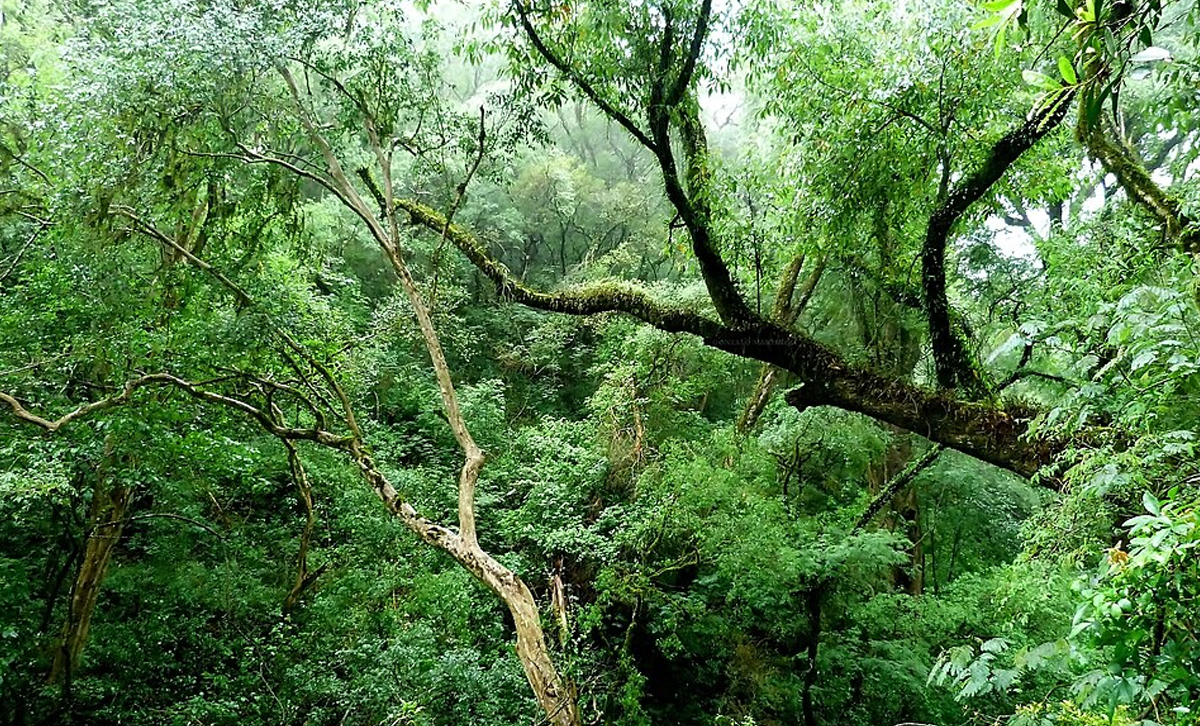 Selva Montana [Foto: wikipedia]
