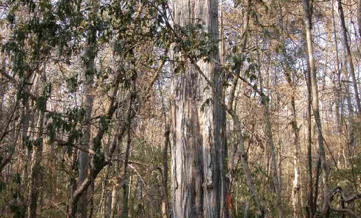Selva Pedemontanas [Foto: ResearchGate]