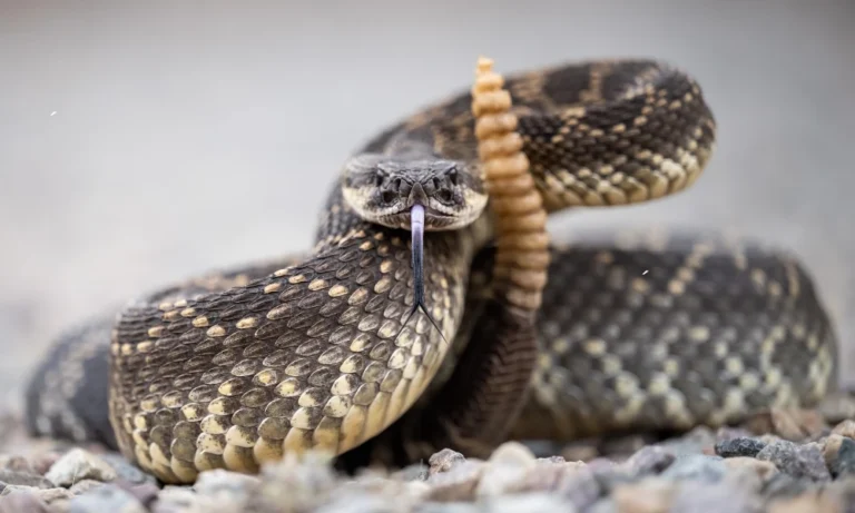 Foto: Serpiente cascabel.