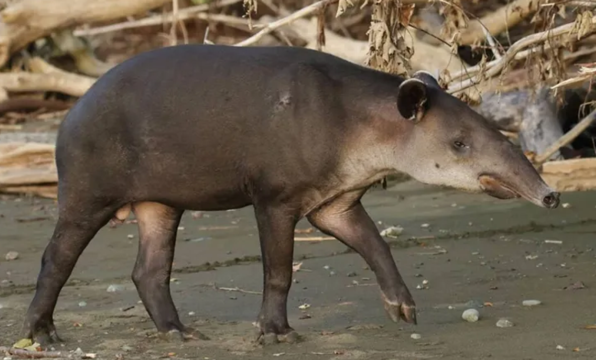Tapir [Foto: Todo Jujuy]
