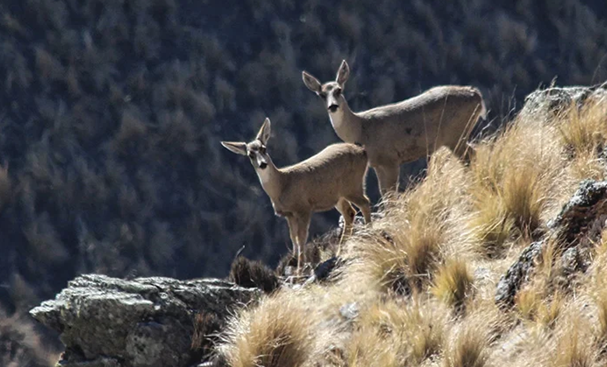 Tarucas [Foto: Animales Argentinos]