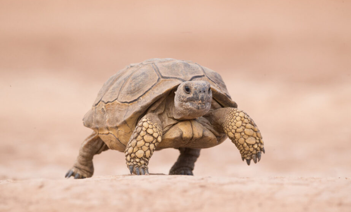 Tortuga Argentina [Foto: Info Tortuga]