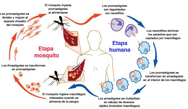 Ciclo biológico de la Leishmaniasis [Imagen: ResearchGate]
