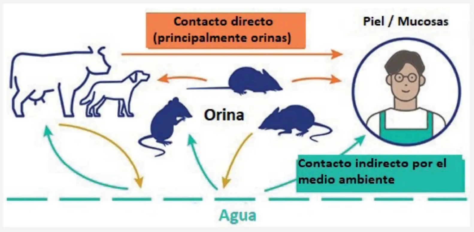 Ciclo biológico de transmisión de Leptospirosis. [Imagen: Slideshare]