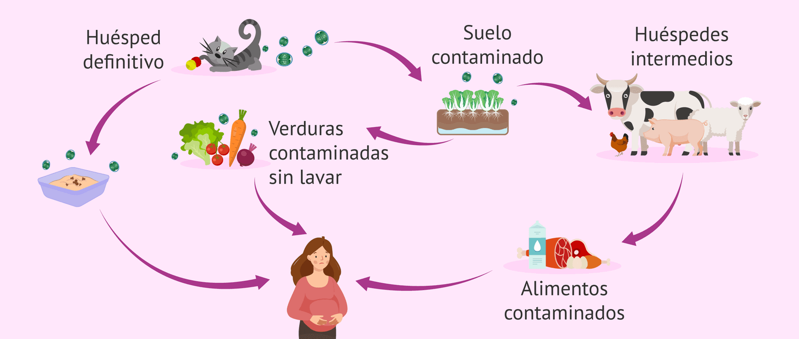 Vías de contagio de toxoplasmosis. [Imagen: Reproducción Asistida ORG]