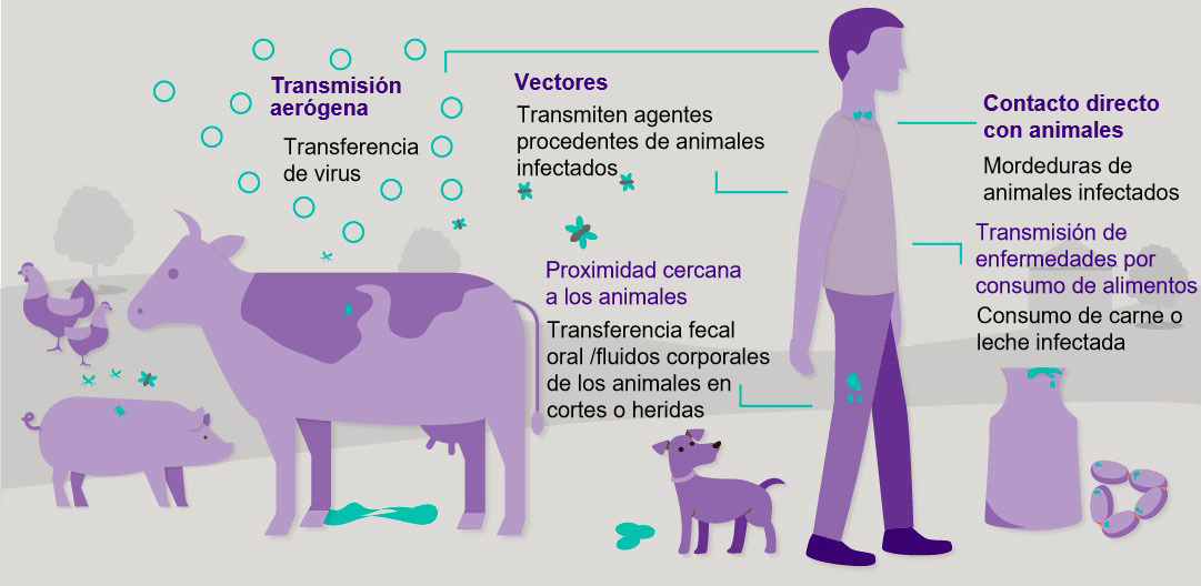Rutas de transmisión de las enfermedades zoonóticas. [Imagen: London School of Hygiene and Tropical Medicine]
