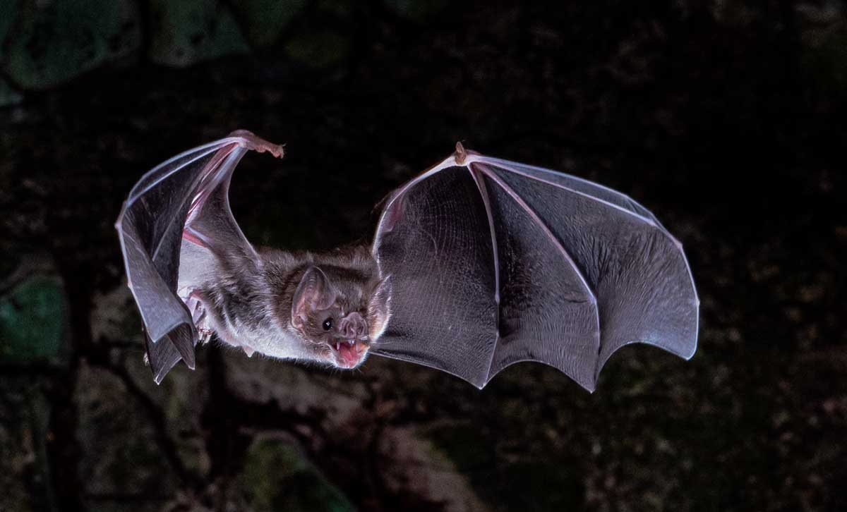 Vampiro Común [Foto: Center For System Biology Dresden]