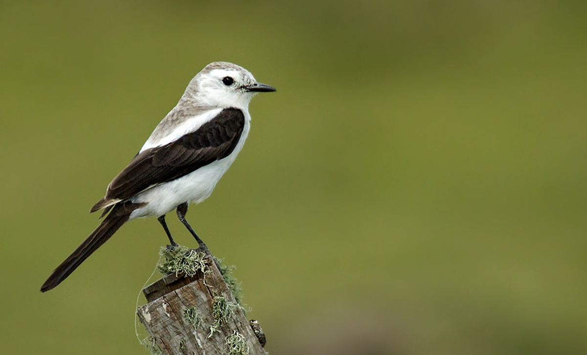 Viudita Blanca Grande [Foto: D.Gil / Aves en Uruguay]
