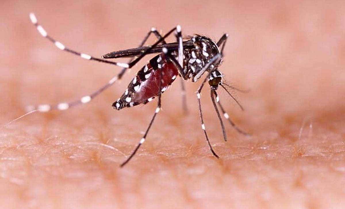 Zika. [Foto: Familia Institucional]