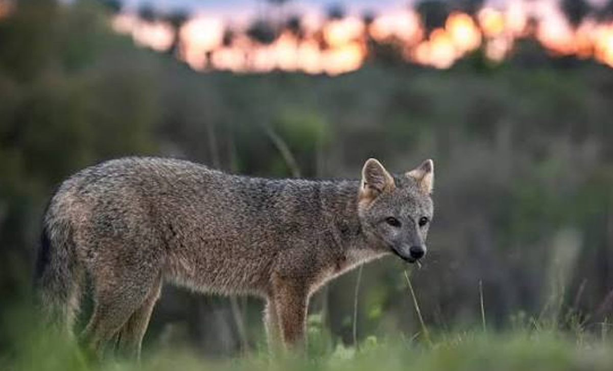 Zorro Gris [Foto: INTA Delta del Paraná]