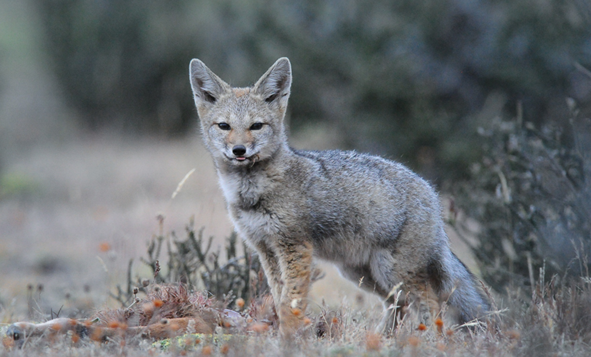 Zorro Gris [Foto: Outdoor Patagonia]