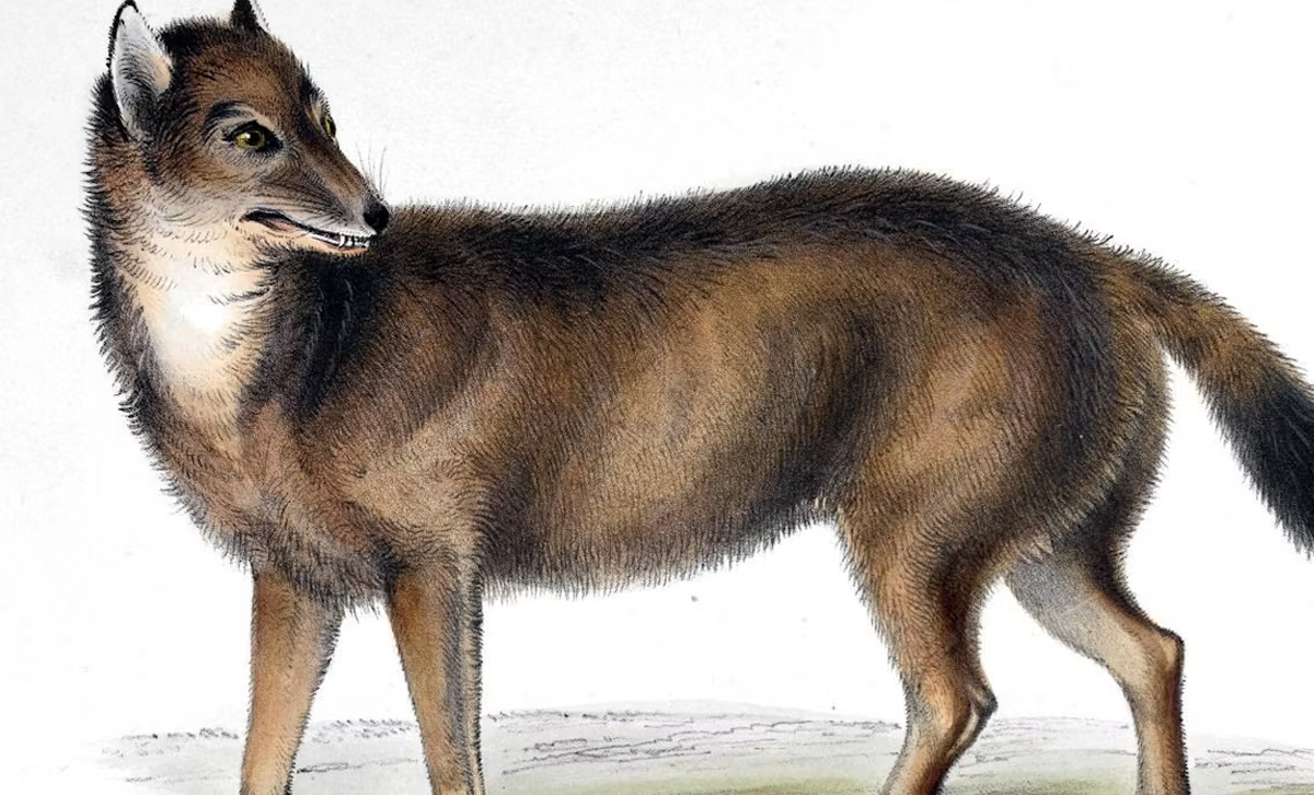Zorro Lobo / Guará (Maned Wolf) [Foto: The Conversation]