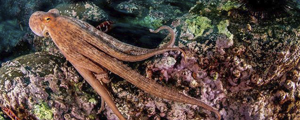 Reserva Nacional Marina - Área Marina Protegida Namuncurá Banco Burdwood