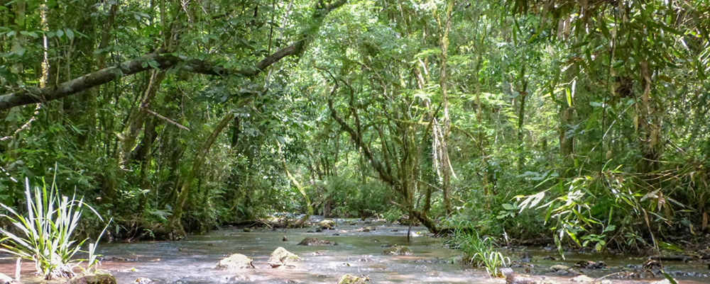 Reserva Natural Estricta San Antonio